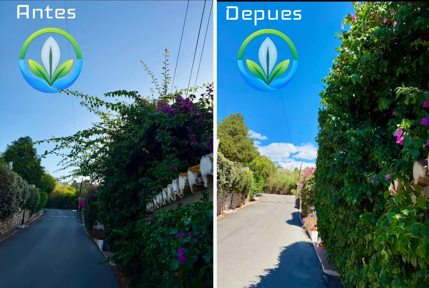 Trabajo de jardinería antes y después